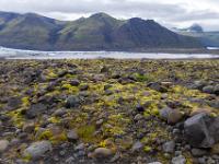 Felskugeln umgeben von Moos gegen Hafrafell - Skaftafell NP